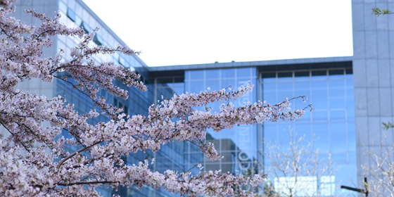 Billede af bygning med lyserøde blomster